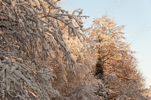 Tree covered with snow in warm evening light