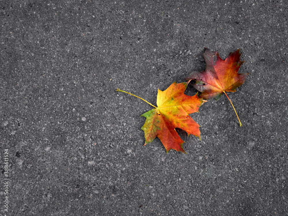 Autumn leaf on a gray background. Autumn leaf on a gray background.