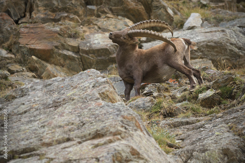 Alpine ibex scratching its back © PetrDolejsek