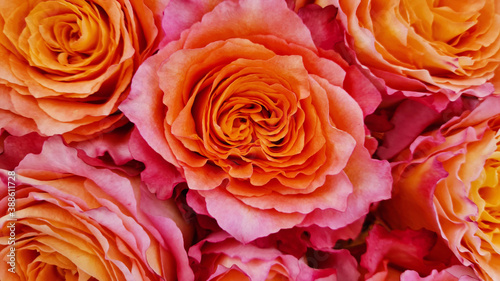 Pink roses beautiful flowers background