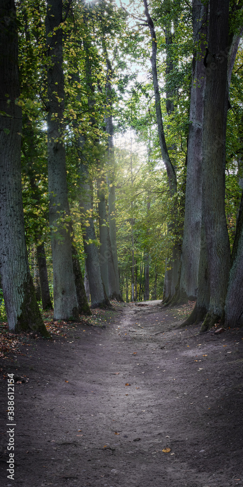 The alley of old lime trees The alley of old lime trees