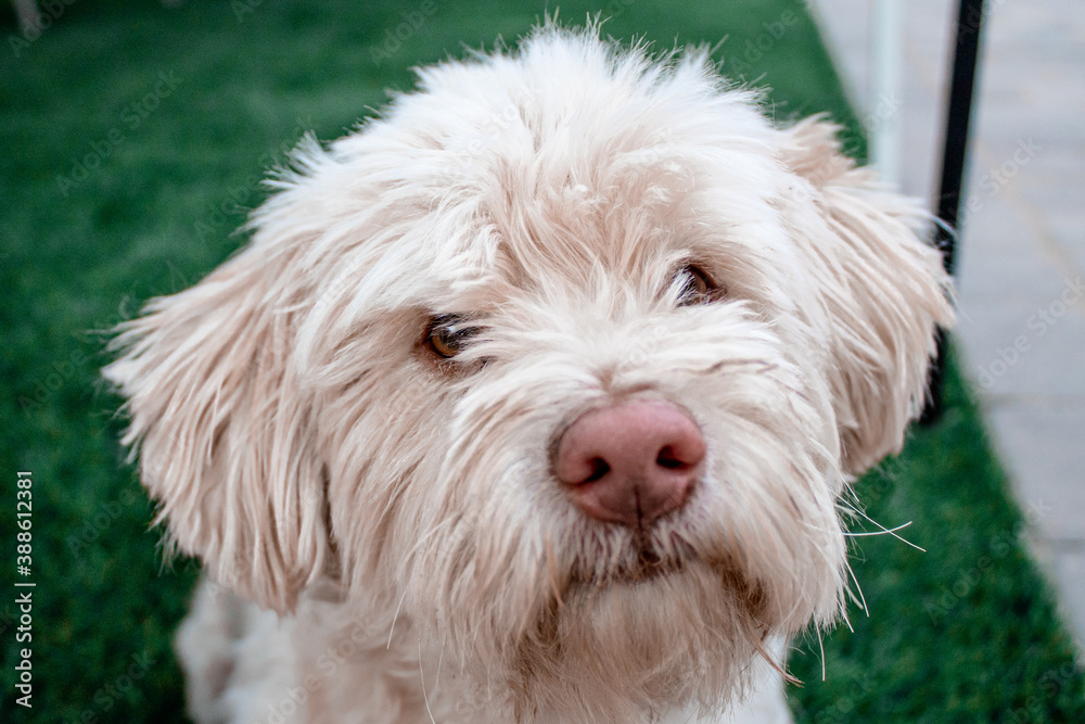 portrait of a white small fluffy dog