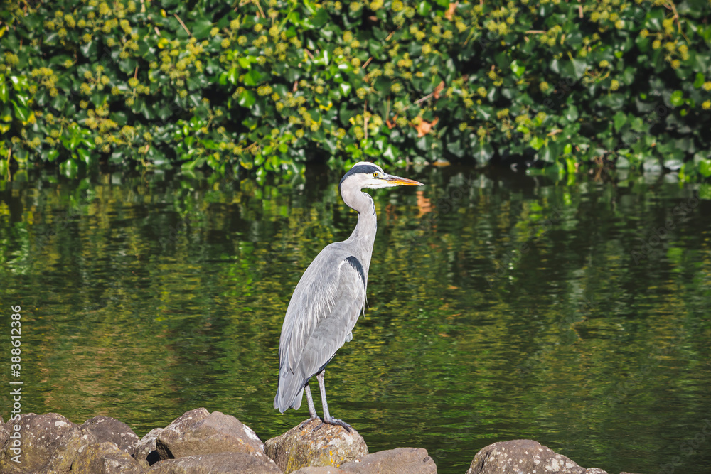 Naklejka premium A heron standing by a lake. Lisbon, Portugal