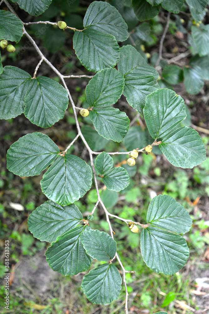 Gamamelis Virginiana. Branch with leaves and fruits Gamamelis Virginiana. Branch with leaves and fruits