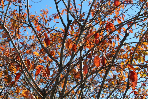 Foglie rosse  gialle e arancioni in autunno sul tavolo di legno