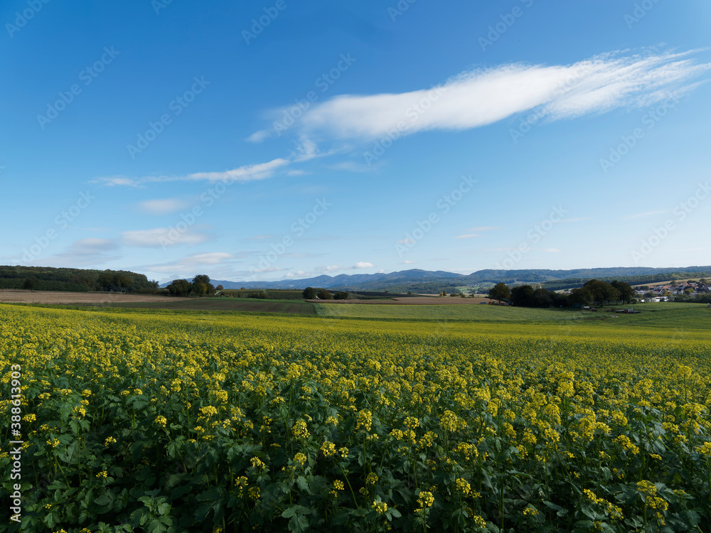 (Brassica napus) Blühendes Rapsfeld im Südschwarzwald unter einem blauen Himmel