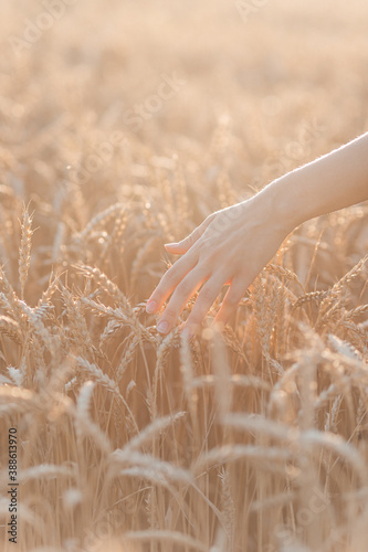 man in the field, the girl's hand is touching the wheat