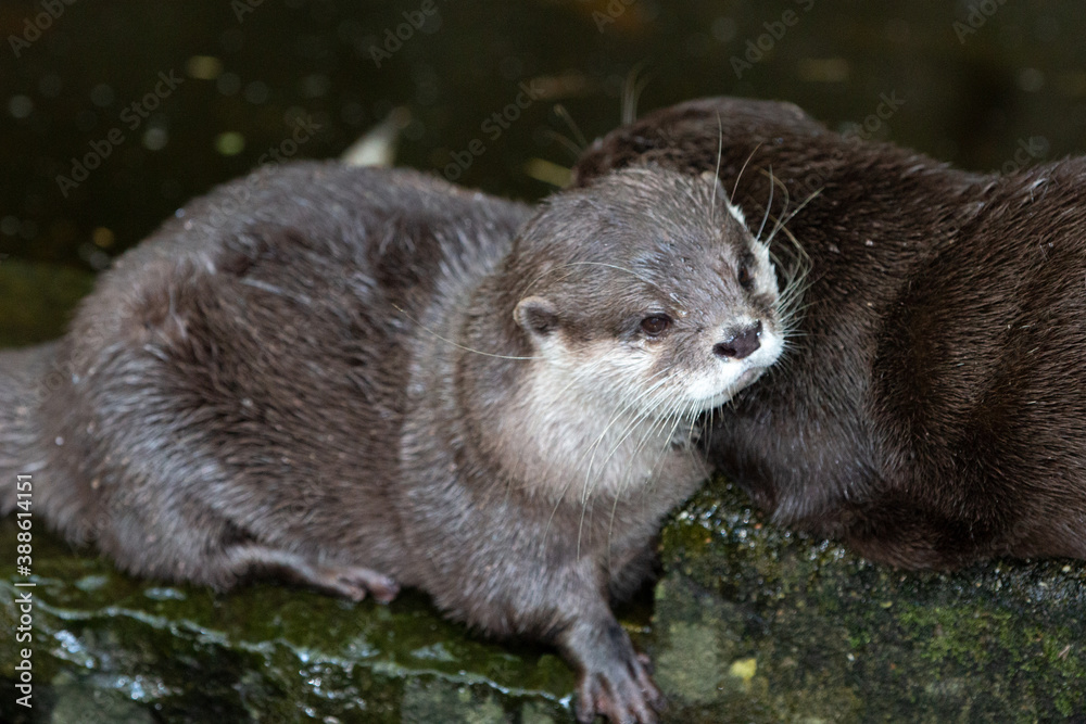 Asian small-clawed otter (in german Zwergotter) Amblonyx cinereus Asian small-clawed otter (in german Zwergotter) Amblonyx cinereus