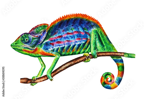 Colorful, realistic, multi-colored chameleon. Watercolor, creative hand drawn illustration. Design element, prints, posters, logos and more.