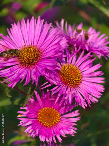 New England aster flowering during October