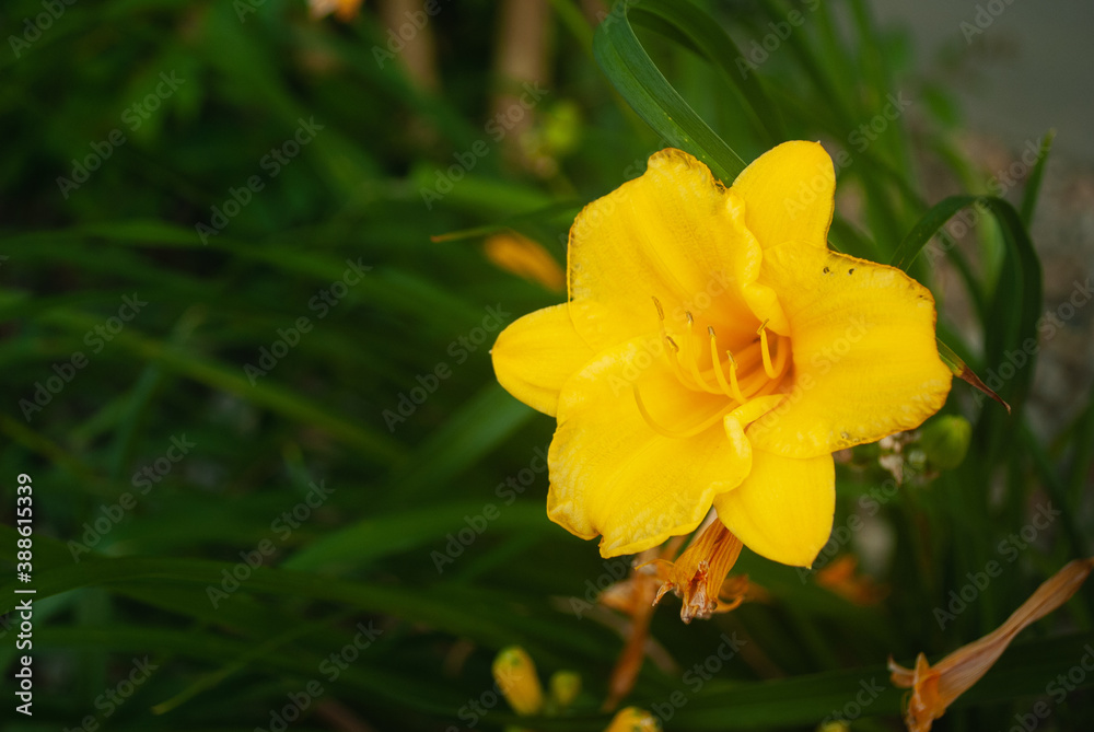 Yellow Flower Yellow Flower