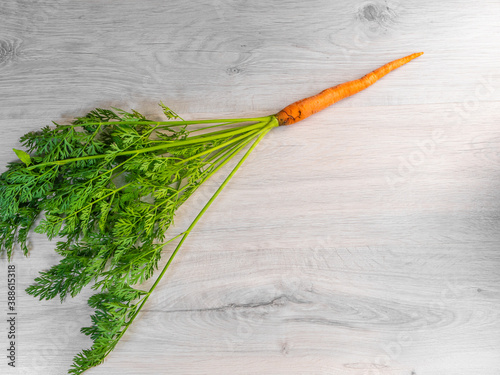 Orange natural carrot with a fluffy long tail. On a light background