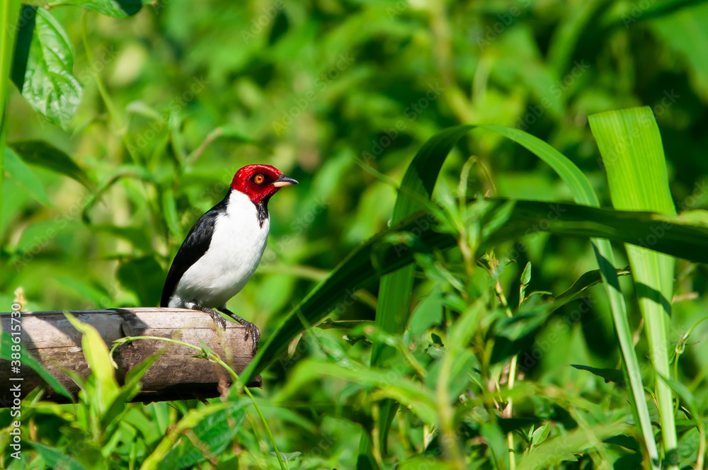 Red-capped cardinal Red-capped cardinal