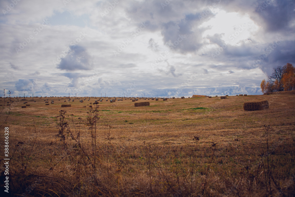 Fototapeta premium Beautiful Russian field with haystacks to the horizon, landscape, sky in dark dense cumulus in October, autumn in Russia