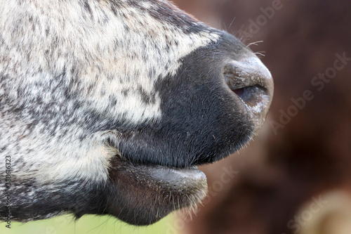 Close up of the nose and mouth of a black and white cow in regional Australia © Phillip