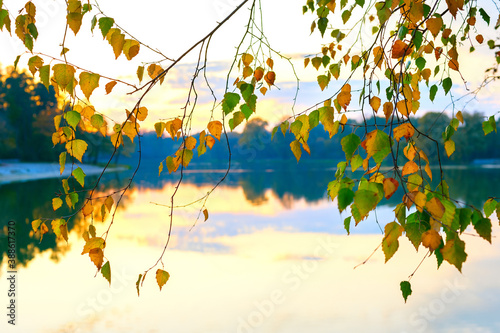 Autumn birch tree leaves water