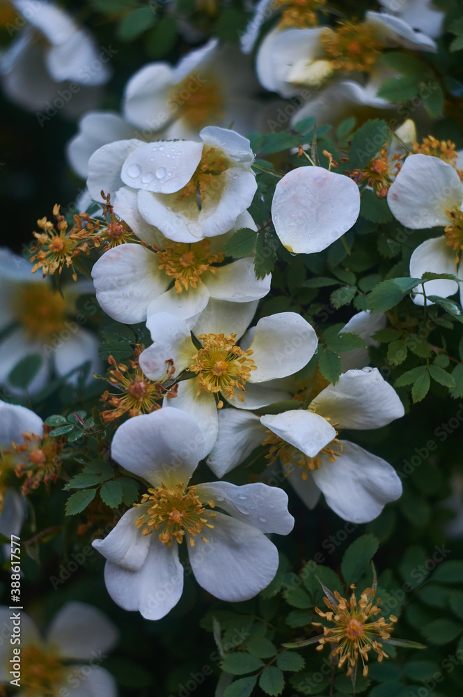 blooming blooming