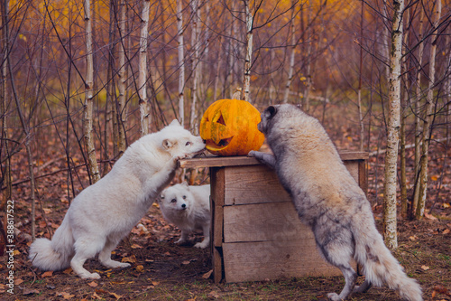 Arctic foxes of white color in autumn against a background of yellow foliage eating a large orange pumpkin for halloween in the forest