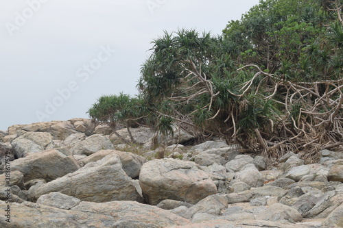 palm trees on the rocky beach