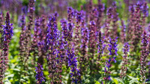 Close-up 0f blossom purple sage (Salvia). Sage meadow on semicircular terraces in city park Krasnodar or Galitsky park in sunny autumn 2020. Nature concept background with selective focus on flowers