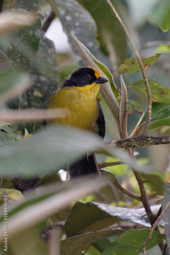 Fototapeta premium Pale-naped Brushfinch (Atlapetes pallidinucha) in Tungurahua province, Ecuador