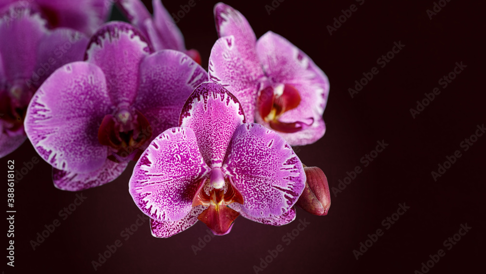 Purple violet phalaenopsis orchid flowers Purple violet phalaenopsis orchid flowers