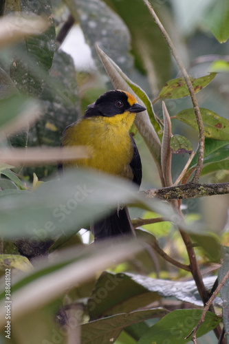 Pale-naped Brushfinch (Atlapetes pallidinucha) in Tungurahua  province, Ecuador