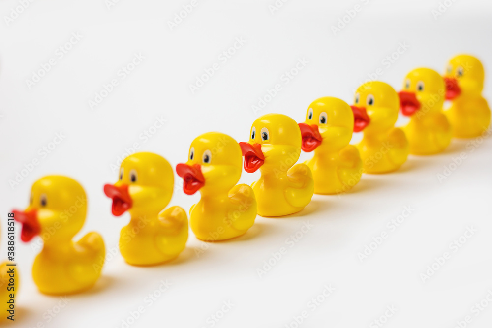 yellow ducklings in a row on a white background teamwork concept yellow ducklings in a row on a white background teamwork concept
