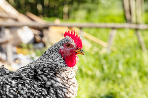 Closeup portrait of a white and black chicken with a red comb, outdoor. Selective focus