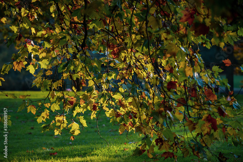 Fototapeta Naklejka Na Ścianę i Meble -  Autumn colours in the trees as the sunlight shines during golden hour at sunset in a park