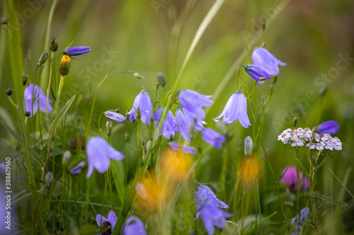 Fototapeta Naklejka Na Ścianę i Meble -  Campanula rotundifolia - Bluebell