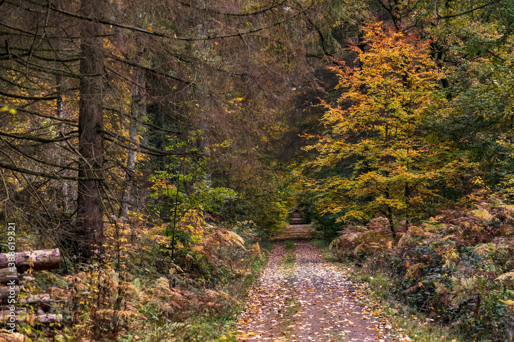 Ein Waldweg in einem Mischwald im Herbst zeigt herbstliche Stimmung als auch kranke Nadelbäume Ein Waldweg in einem Mischwald im Herbst zeigt herbstliche Stimmung als auch kranke Nadelbäume