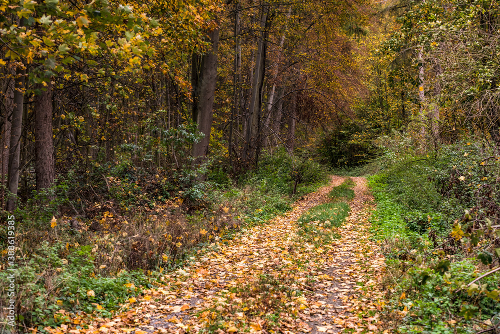 Ein einsamer Forstweg mit vielen farbigen Blättern am Boden bei herbstlicher Stimmung in Deutschland