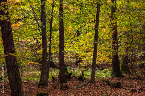 Ein natürliches Waldposter mit einigen Bäumen in bunter Herbststimmung im Gegenlicht © reisezielinfo