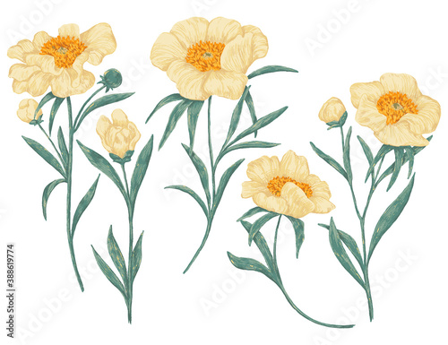 Hand drawn vector illustration. Collection of peony Claire de Lune plants. Set of beautiful wildflowers. Botanical drawings isolated on white. Colored elements for design, print, poster, card, decor. © Olga Sayuk