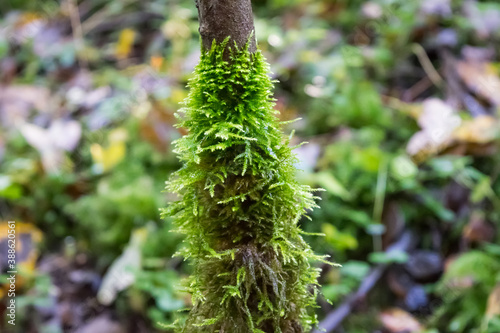 View of a tree covered with green moss