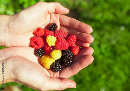 Hand holding assortment of berries. 