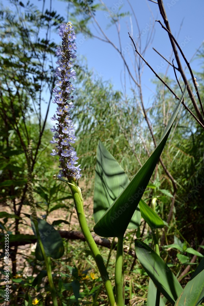 Obraz premium flor lila