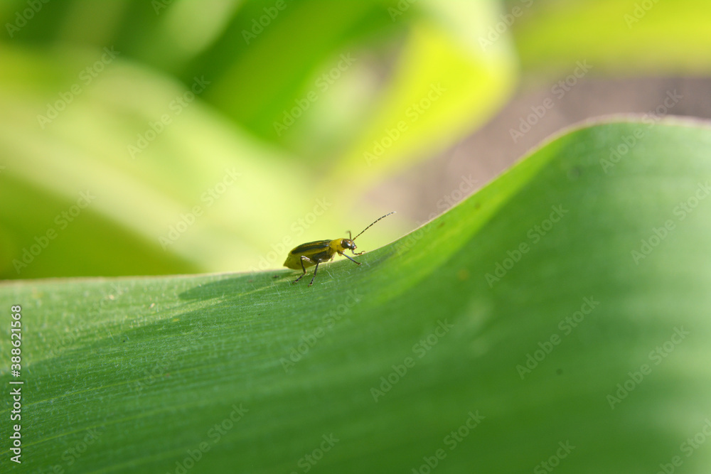 On the plant Western corn beetle On the plant Western corn beetle