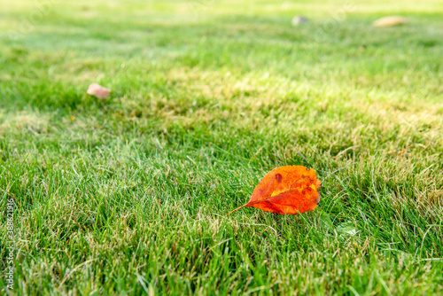 Wallpaper Mural Beautiful bright green lawn in the autumn park Torontodigital.ca