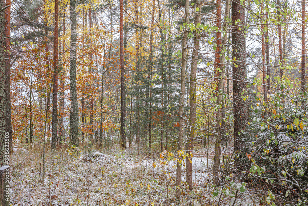 Autumn forest in the snow. Visible in yellow, red, and green leaves on trees. Scandinavian nature. Finland. Autumn forest in the snow. Visible in yellow, red, and green leaves on trees. Scandinavian nature. Finland.