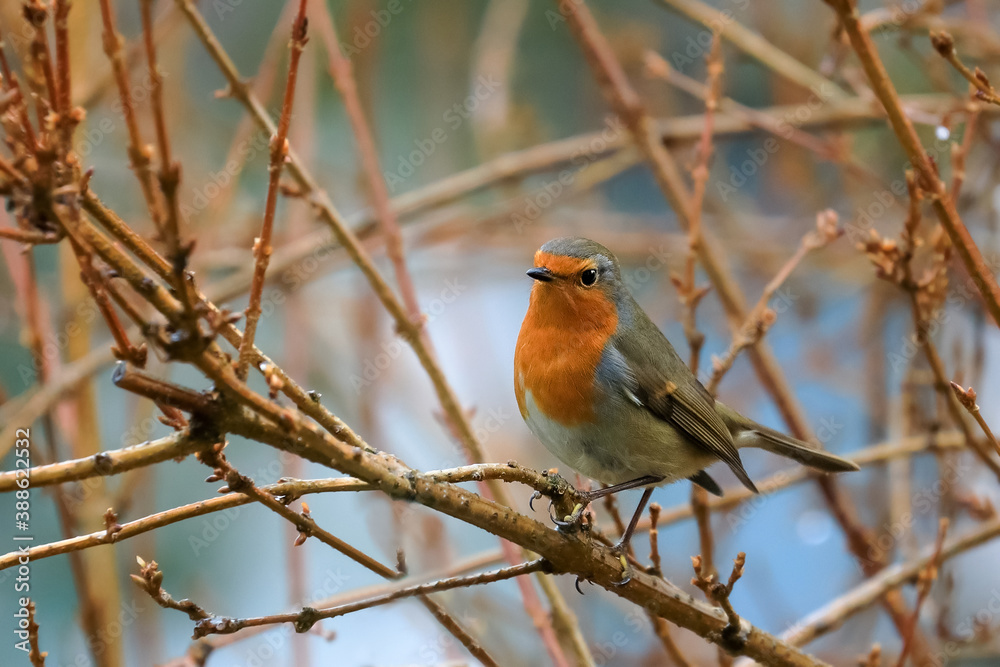 Close-up potrait of a wonderful and colorful songbird with shining eye, sitting on a twig in a bushes. Eurasian Robin, Erithacus rubecula. Close-up potrait of a wonderful and colorful songbird with shining eye, sitting on a twig in a bushes. Eurasian Robin, Erithacus rubecula.