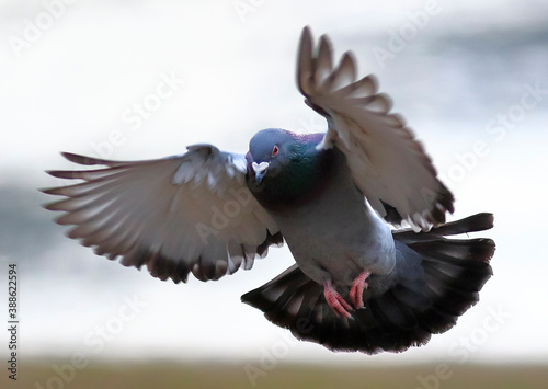 Close-up photo of wild pigeon landing against the camera. Isolated bird on neutral light background. Rock dove, Columba livia.