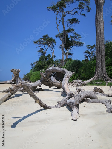 Isole Andamane - spiaggia e ramo