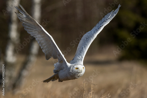 A great strong white owl with huge yellow eyes and wide spread wings flying above steppe directly to the photographer. Light beige grass in the background. Snowy Owl, Bubo scandiacus.