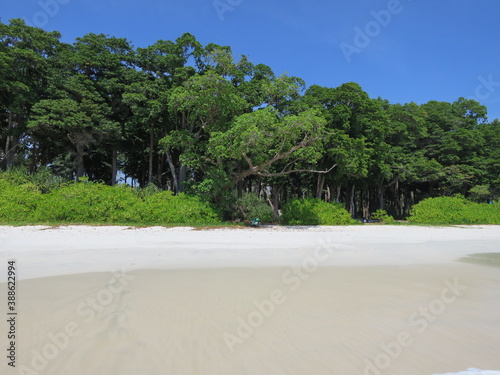 Isole Andamane - spiaggia e alberi