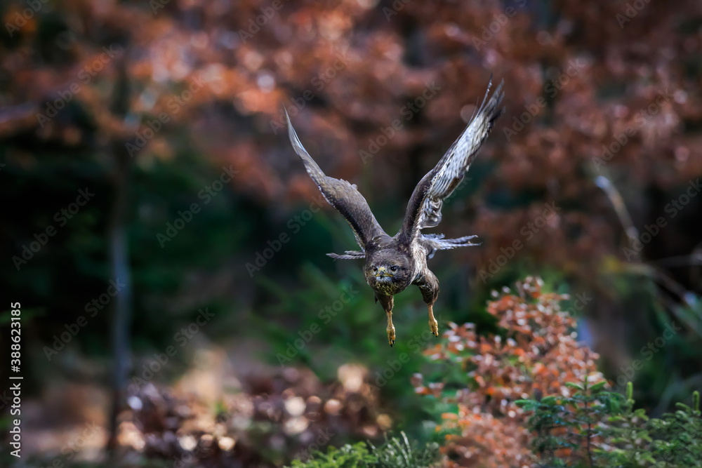 Close-up portrait of brown bird of prey flying directly to a camera on background of colorful forest. Common buzzard, Buteo buteo Close-up portrait of brown bird of prey flying directly to a camera on background of colorful forest. Common buzzard, Buteo buteo