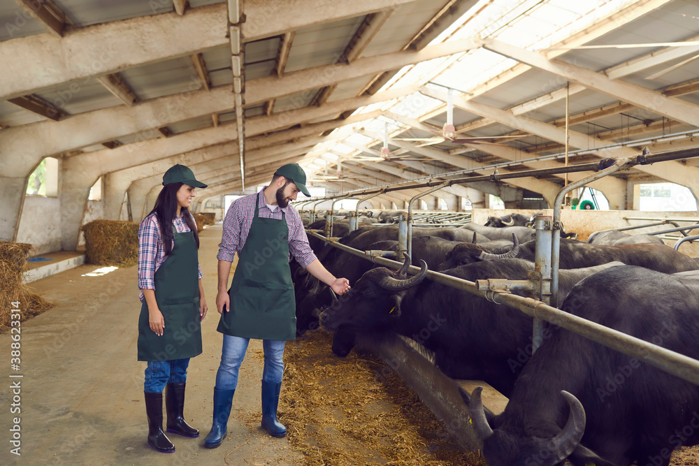 Happy young farmers looking after black buffaloes standing in stables in barn on dairy farm Happy young farmers looking after black buffaloes standing in stables in barn on dairy farm