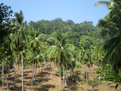 Isole Andamane - palme