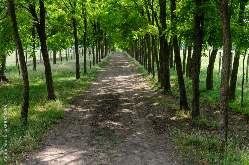 Path through the tree line without anyone on it in spring